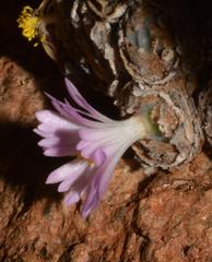 Conophytum ernstii ernstii