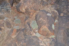 Conophytum ernstii ernstii