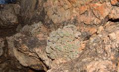 Conophytum ernstii ernstii