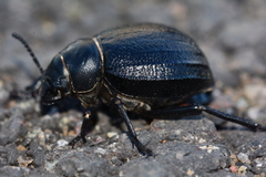 Pimelia angusticollis