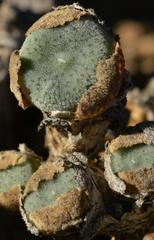 Conophytum ernstii ernstii