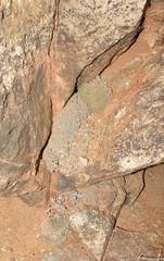 Conophytum ernstii ernstii