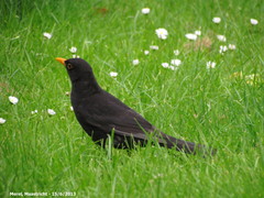 Turdus merula