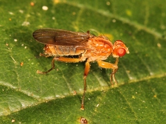 Norellisoma spinimanum