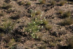 Microdon polygaloides