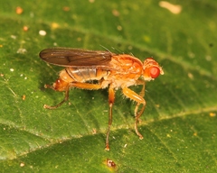 Norellisoma spinimanum