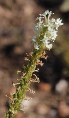 Microdon polygaloides