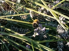 Bombus pascuorum