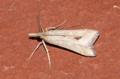 Diasemia monostigma
