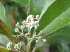 Argophyllum nitidum
