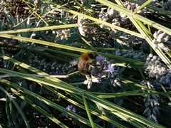 Bombus pascuorum