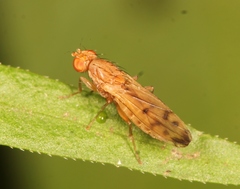 Opomyza florum