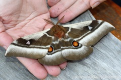 Bunaea alcinoe