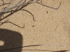Macropternella marginalis