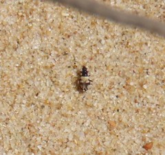 Macropternella marginalis