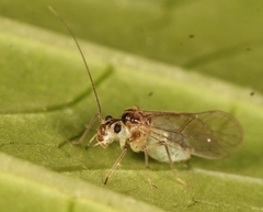 Stenopsocus immaculatus