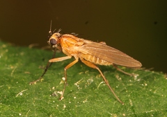 Lonchoptera lutea