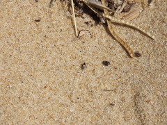 Macropternella marginalis