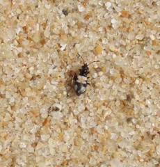 Macropternella marginalis