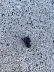 Euetheola
