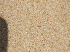 Macropternella marginalis