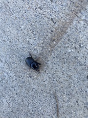Euetheola