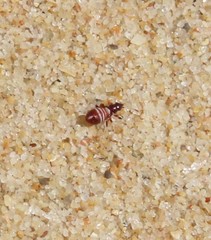 Macropternella marginalis