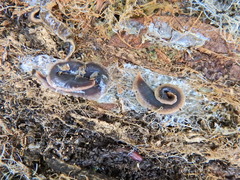 Arthurdendyus triangulatus