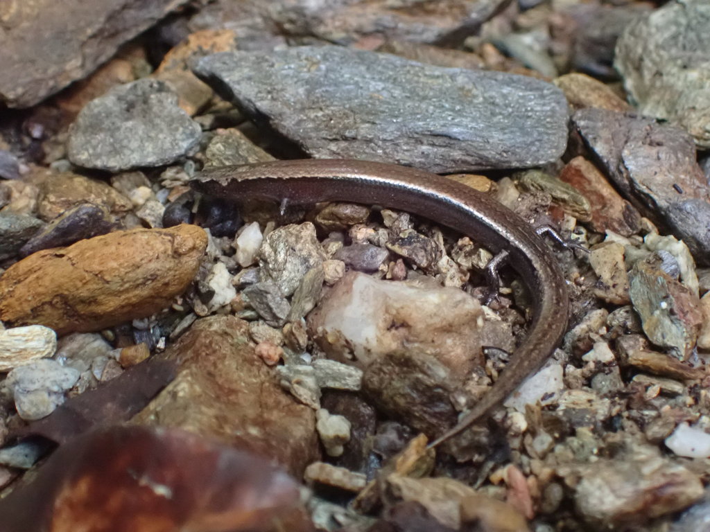 Gracile Dwarf Skink