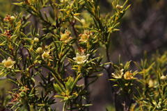 Diosma acmaeophylla