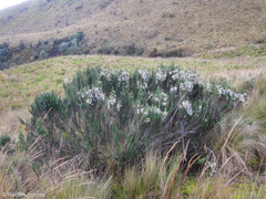 Diplostephium ericoides