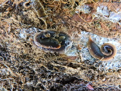 Arthurdendyus triangulatus