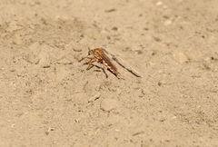 Diogmites angustipennis
