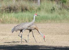 Antigone canadensis pulla