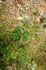 Pelargonium englerianum