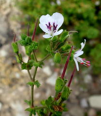 Pelargonium englerianum