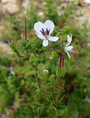 Pelargonium englerianum