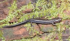 Plethodon electromorphus