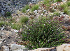 Pelargonium laevigatum laevigatum