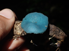 Leratiomyces atrovirens