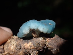 Leratiomyces atrovirens
