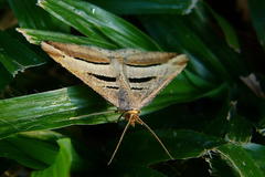 Chiasmia subcurvaria