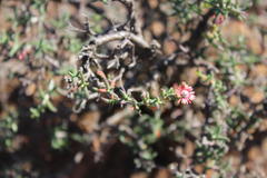 Mestoklema tuberosum