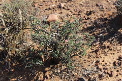 Mestoklema tuberosum