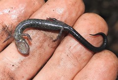 Plethodon electromorphus