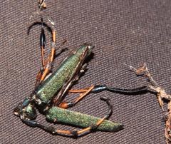 Litopus latipes dispar