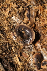 Arthurdendyus triangulatus