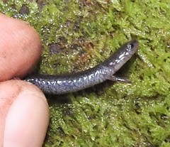 Plethodon electromorphus