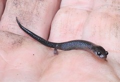 Plethodon electromorphus