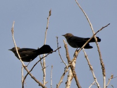 Euphagus